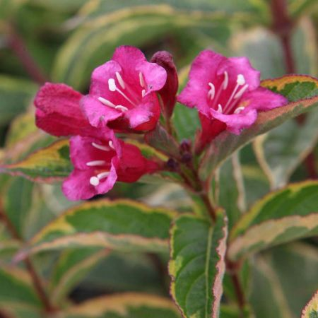 French Lace Weigela