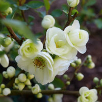 O Yashima Quince
