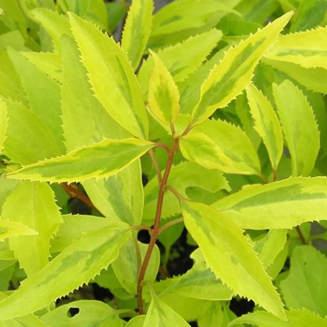 Golden Times Forsythia Fast and Moderate Growing Shrub