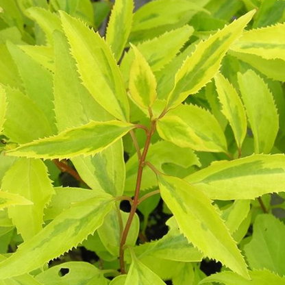 Golden Times Forsythia Fast and Moderate Growing Shrub