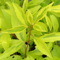 Golden Times Forsythia Fast and Moderate Growing Shrub