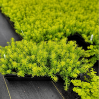 Sedum rupestre 'Angelina' (Angelina Stonecrop) - [EG]