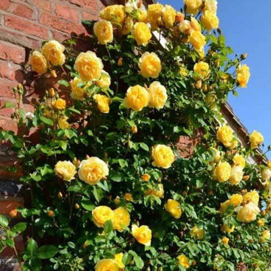 Yellow Climbing Rose Vine