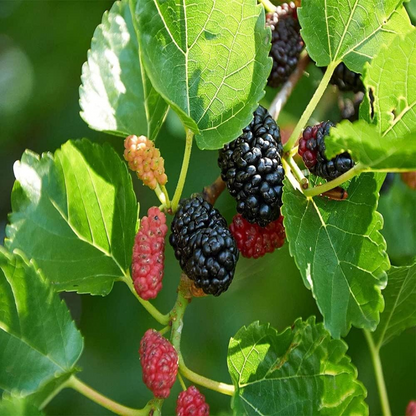Russian Mulberry