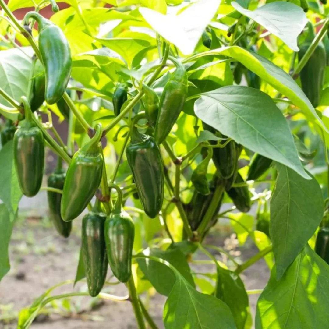 Jalapeño Pepper Plant