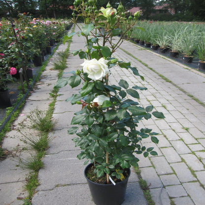 White  Climbing Rose Vine