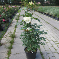 White  Climbing Rose Vine