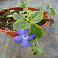 Vinca major (Large Leaf Periwinkle) - [EG]