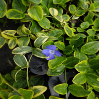 Vinca major (Large Leaf Periwinkle) - [EG]