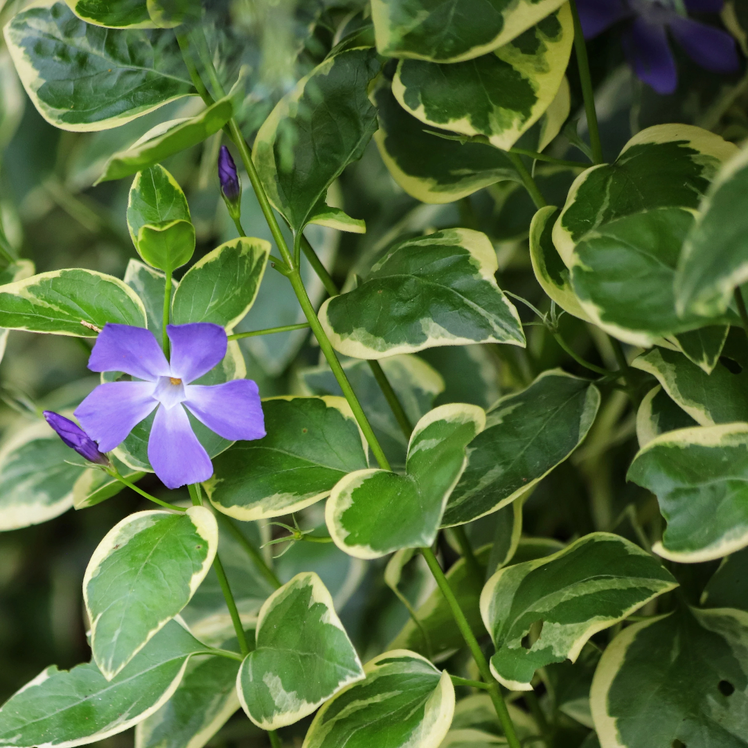Vinca major (Large Leaf Periwinkle) - [EG]