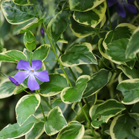Vinca major (Large Leaf Periwinkle) - [EG]