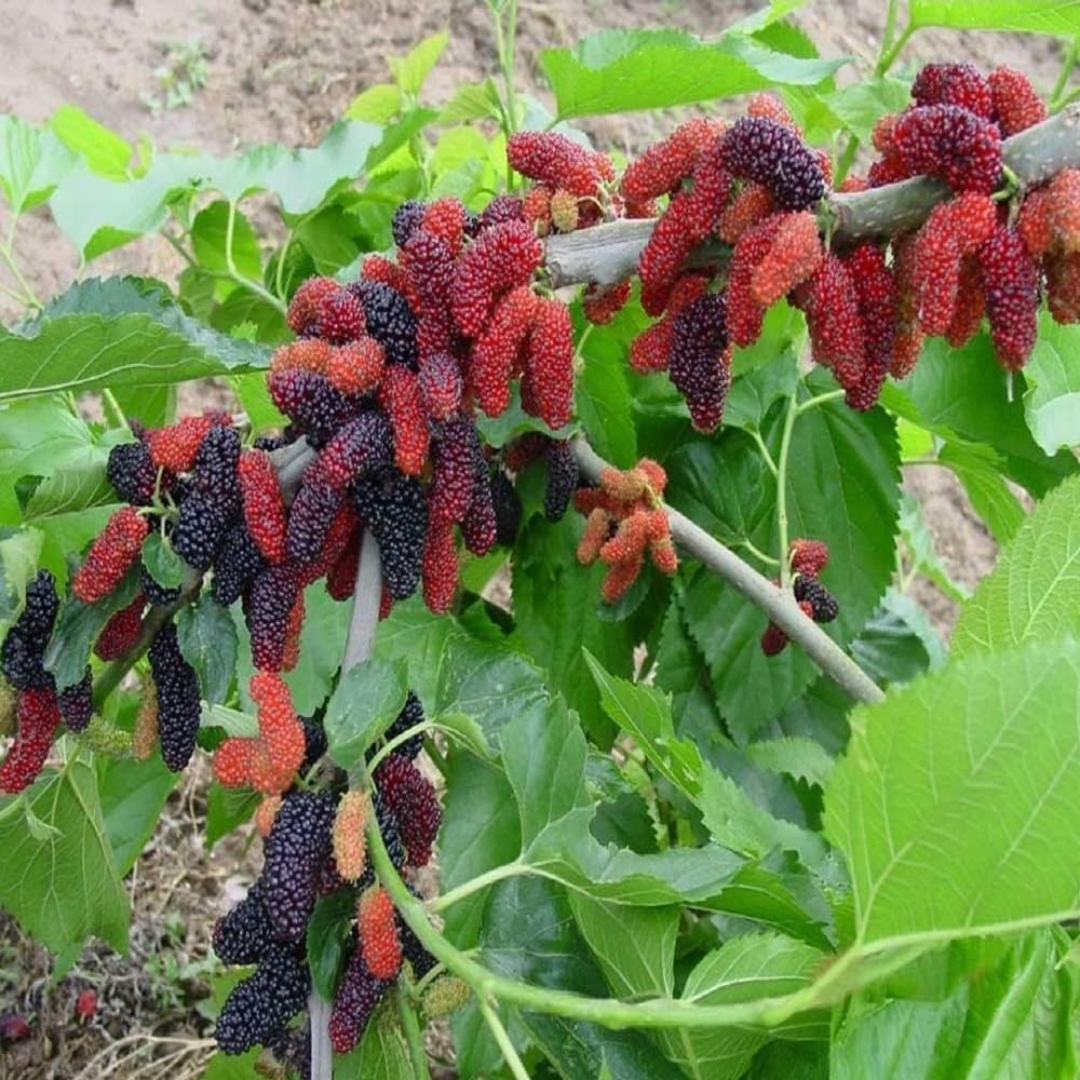 Russian Mulberry