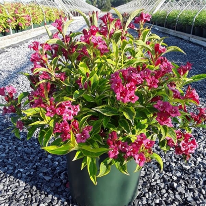 French Lace Weigela