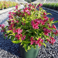 French Lace Weigela