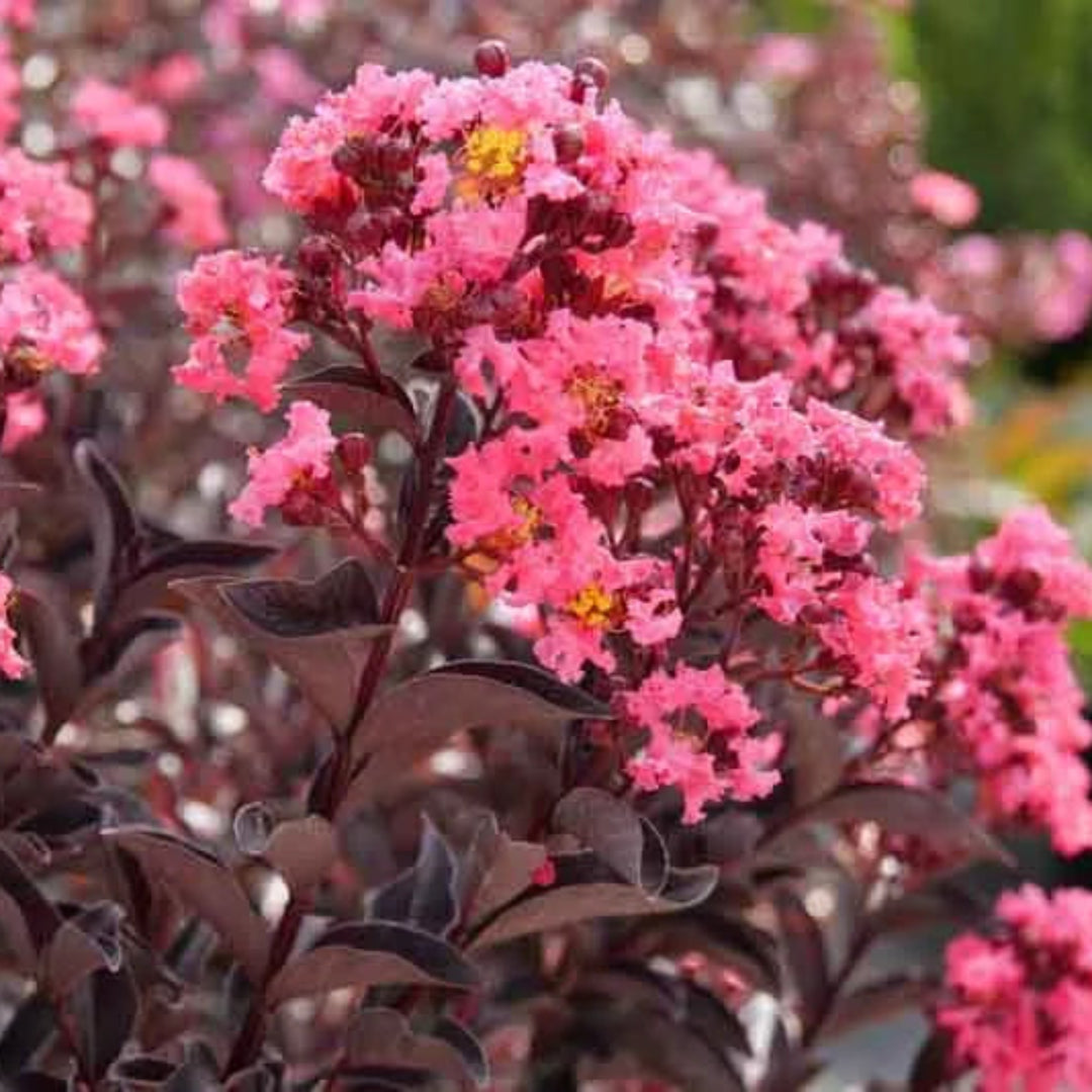 Coral Center Stage Crape Myrtle Tree