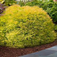 Thuja Rheingold Arborvitae