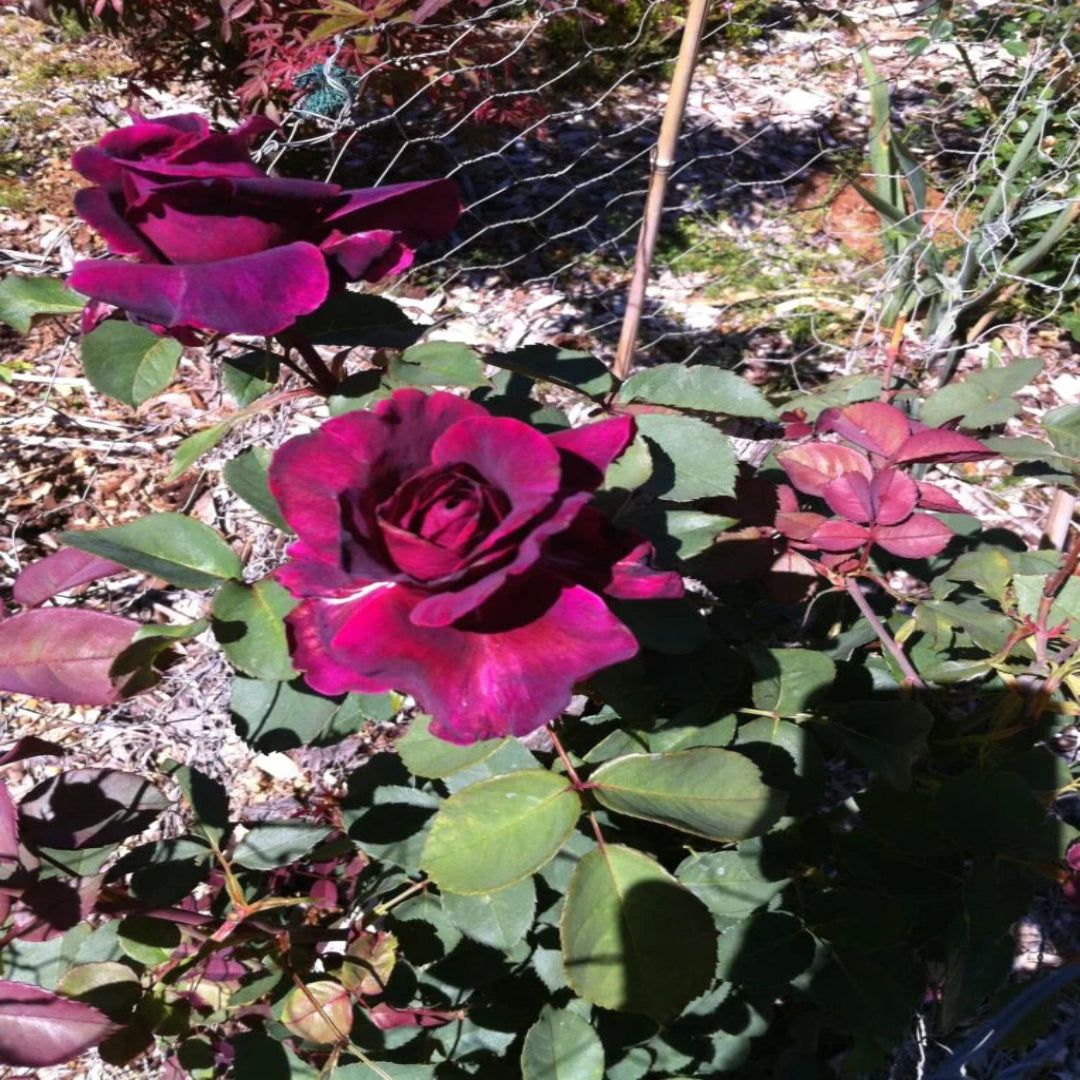 Crimson knight Brindabella Rose