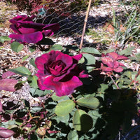Crimson knight Brindabella Rose