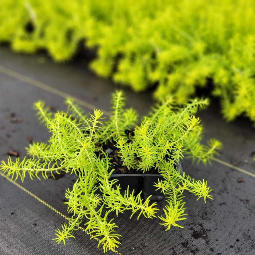 Sedum rupestre &