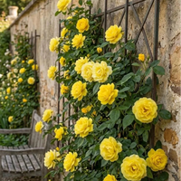 Yellow Climbing Rose Vine