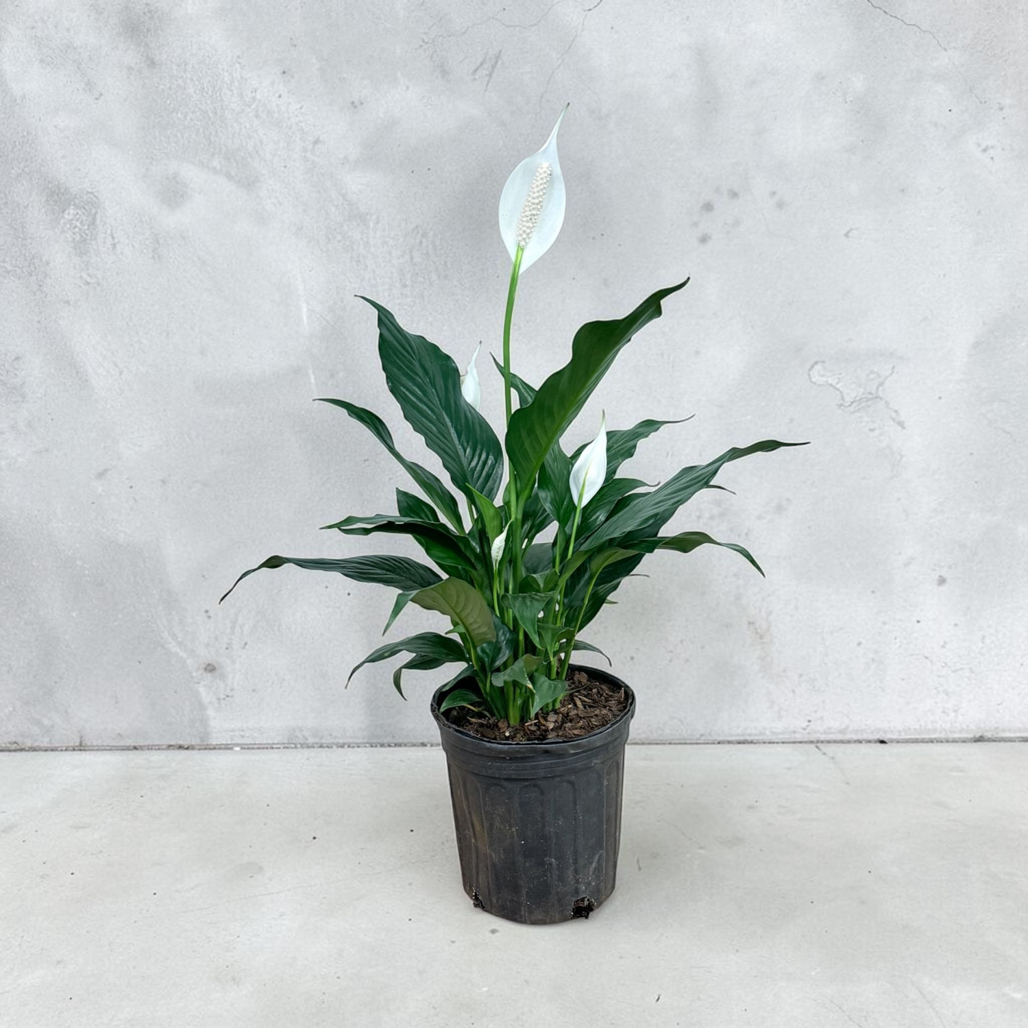 Peace Lily (Live Indoor Plant)