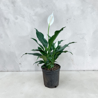 Peace Lily (Live Indoor Plant)