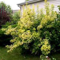 Golden Times Forsythia Fast and Moderate Growing Shrub