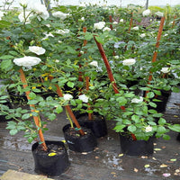 White  Climbing Rose Vine