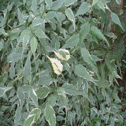 Variegated Japanese Kerria