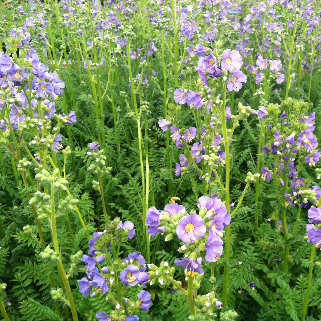Polemonium boreale &
