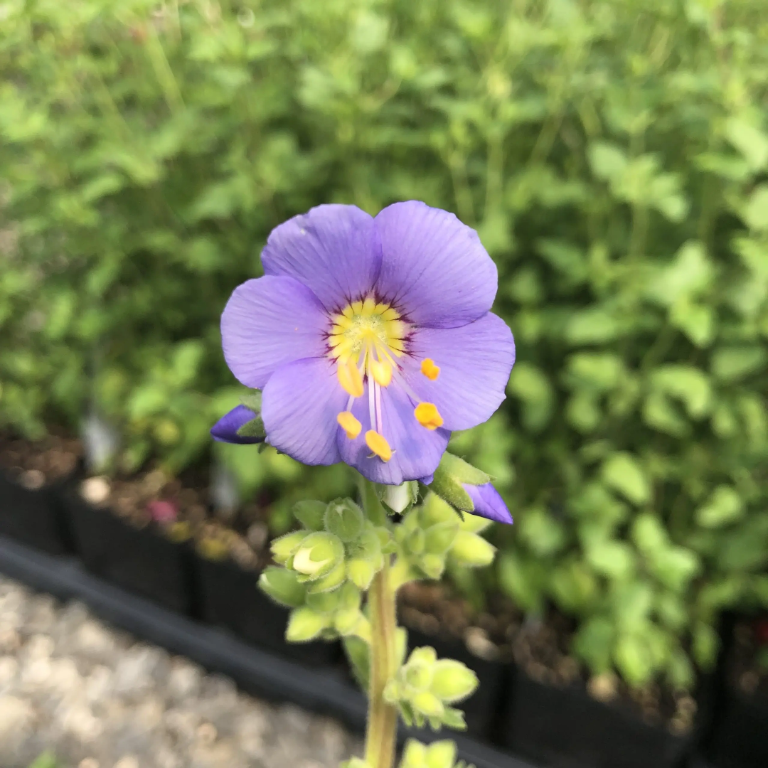 Polemonium boreale &