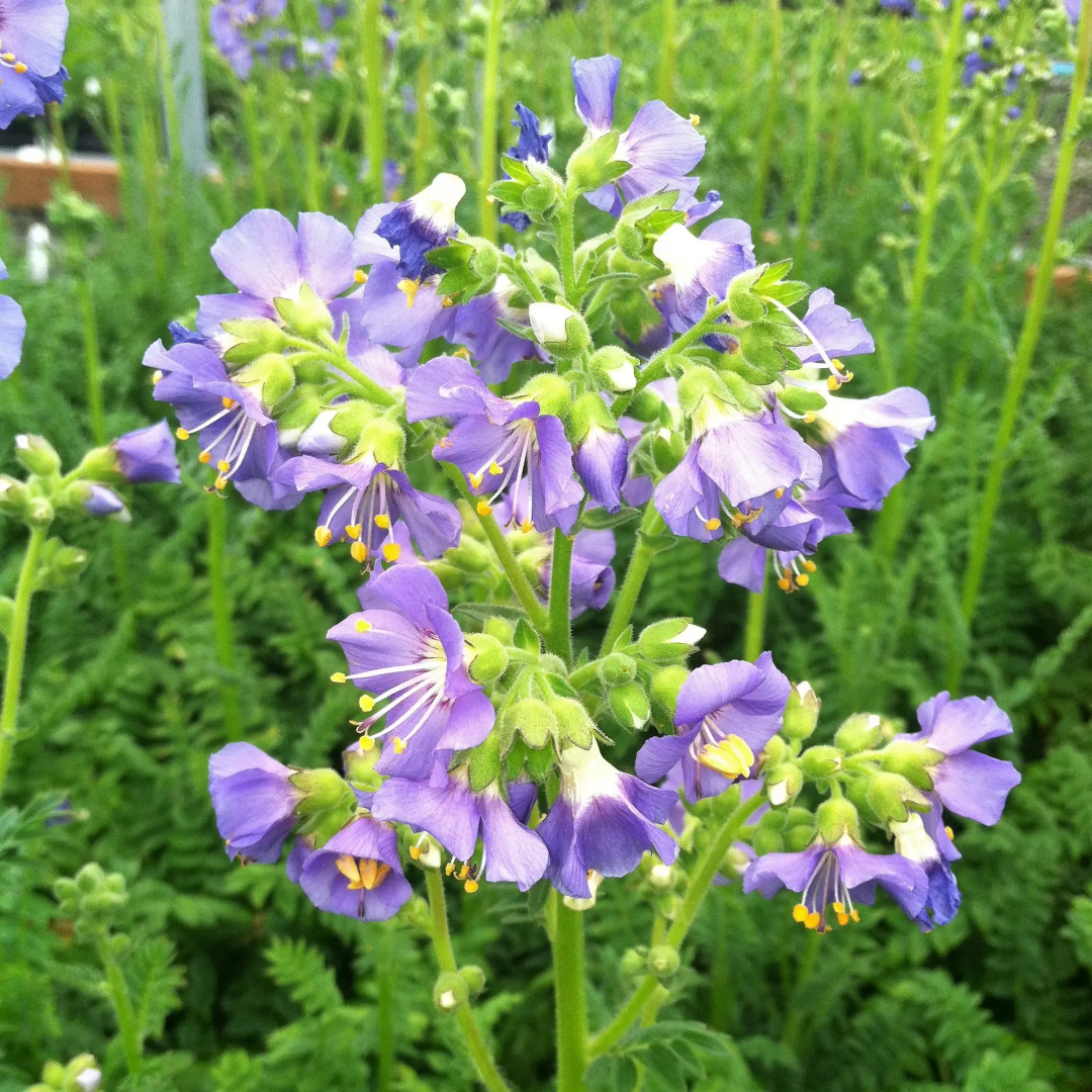 Polemonium boreale &
