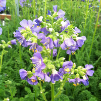 Polemonium boreale 'Heavenly Habit' Jacob's Ladder - [EG]