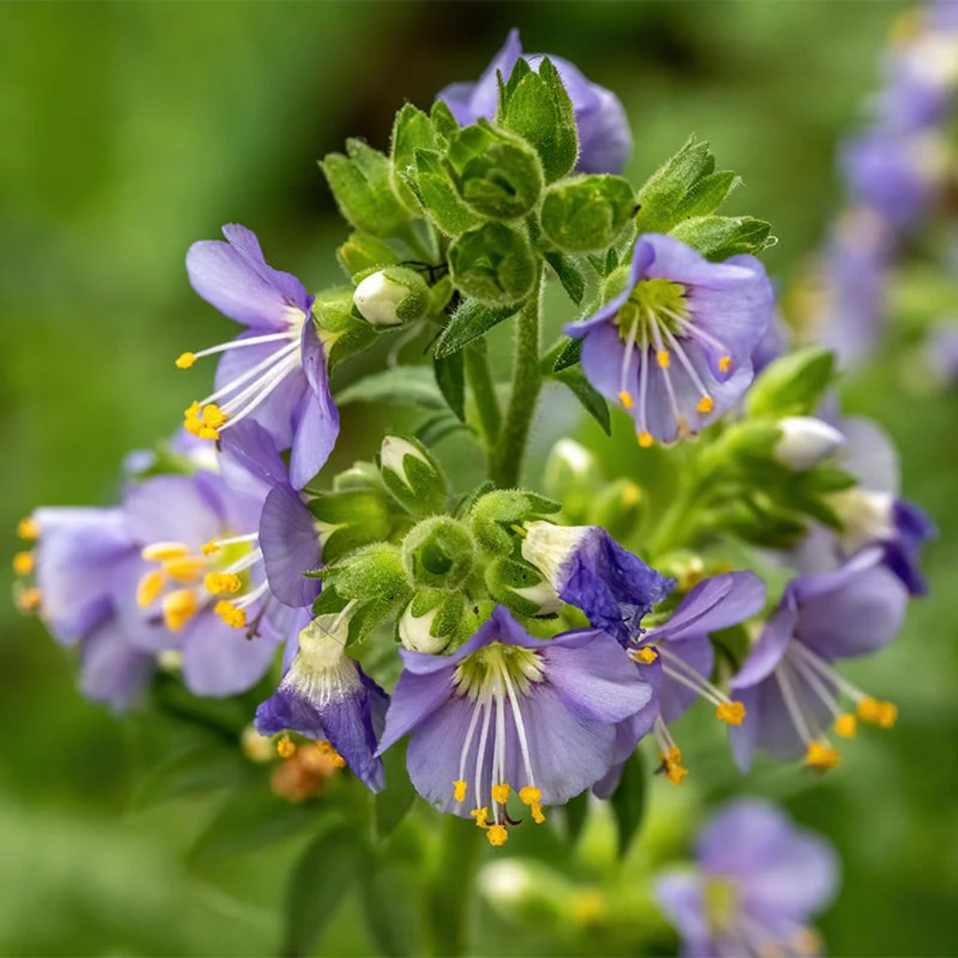 Polemonium boreale &