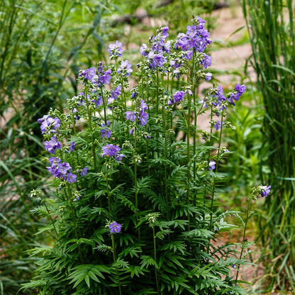 Polemonium boreale &