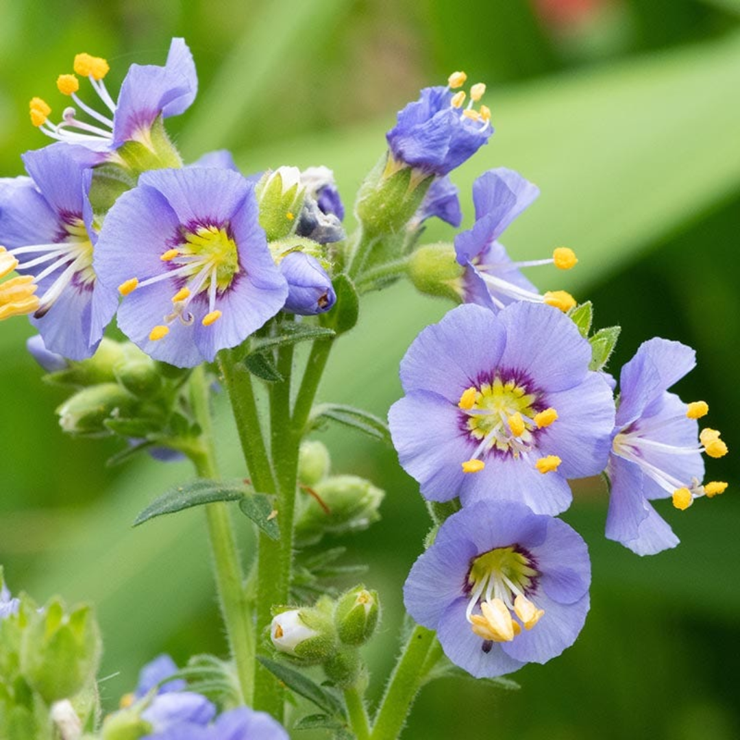 Polemonium boreale &