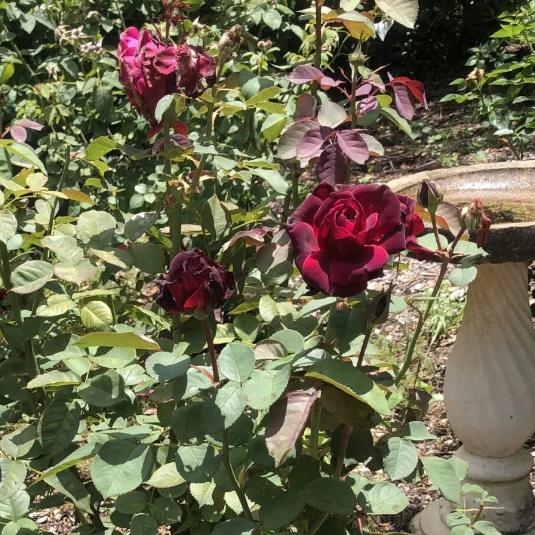 Crimson knight Brindabella Rose