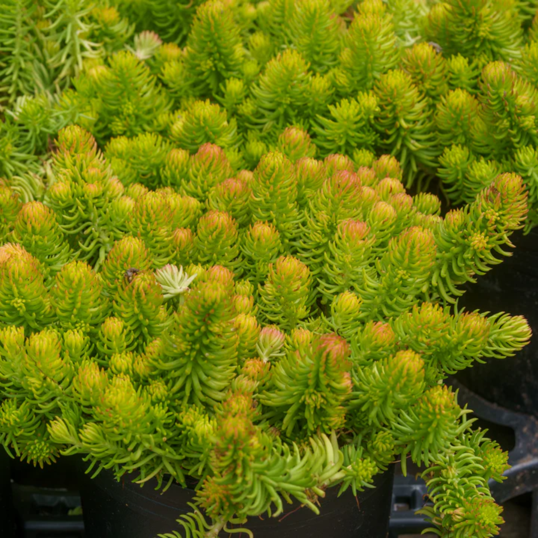 Sedum rupestre &