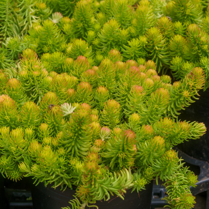 Sedum rupestre &
