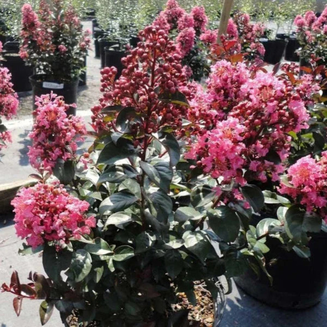 Coral Center Stage Crape Myrtle Tree