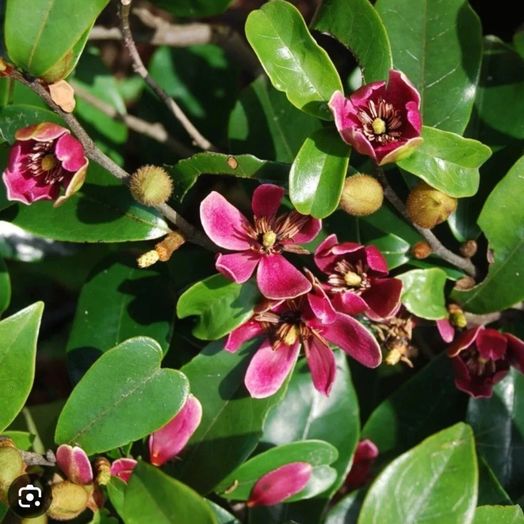Stellar Ruby Magnolia live plant for outdoor planting