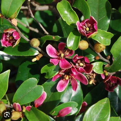 Stellar Ruby Magnolia live plant for outdoor planting