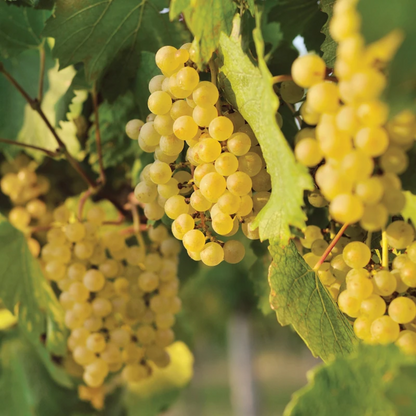 Edelweiss White Seeded Grape Vine