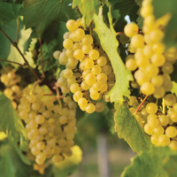 Edelweiss White Seeded Grape Vine