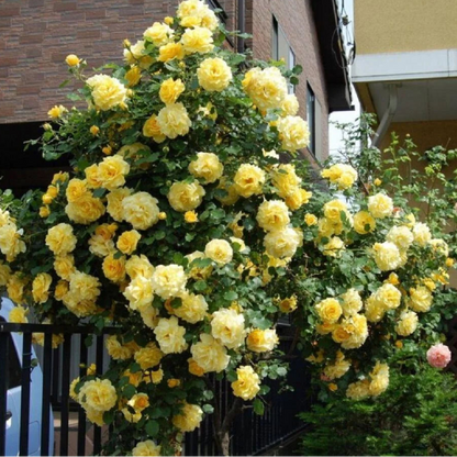 Yellow Climbing Rose Vine