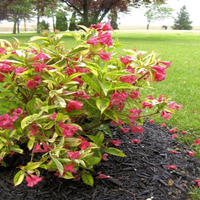 French Lace Weigela