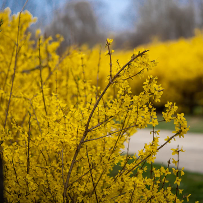 Golden Times Forsythia Fast and Moderate Growing Shrub