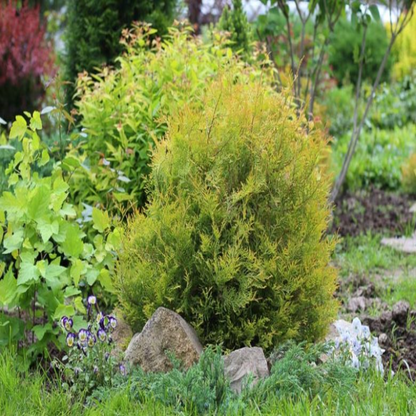 Thuja Rheingold Arborvitae