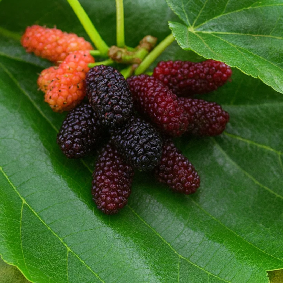 Russian Mulberry