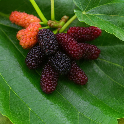 Russian Mulberry